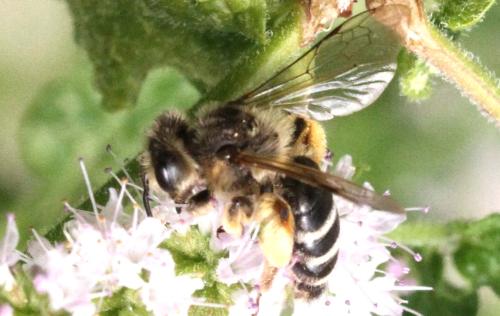 Andrena flavipes